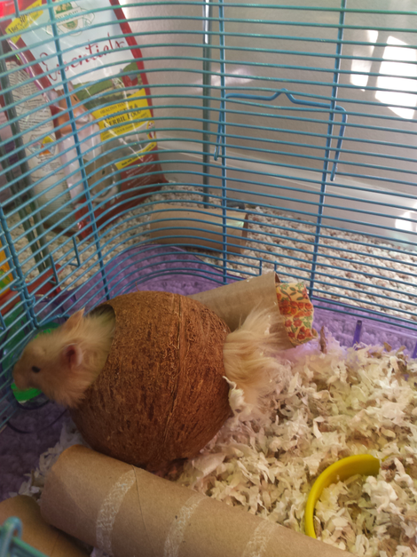JJ in one of his coconuts.